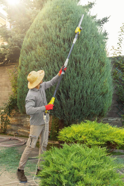 How Our Tree Care Process Works  in Baldwin, PA